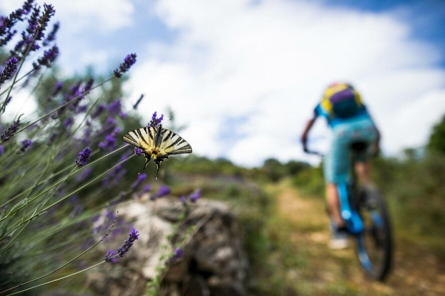 A mountain biker rides past a butterfly resting on lavender on the island of Hvar.