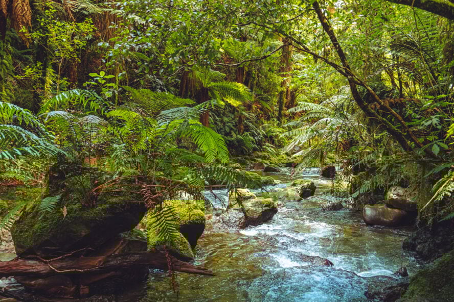 River flowing through the Whirinaki Te Pua-a-Tāne Conservation Park and rainforest.